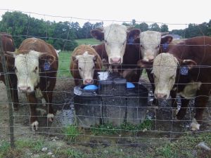 White Hawk Ranch