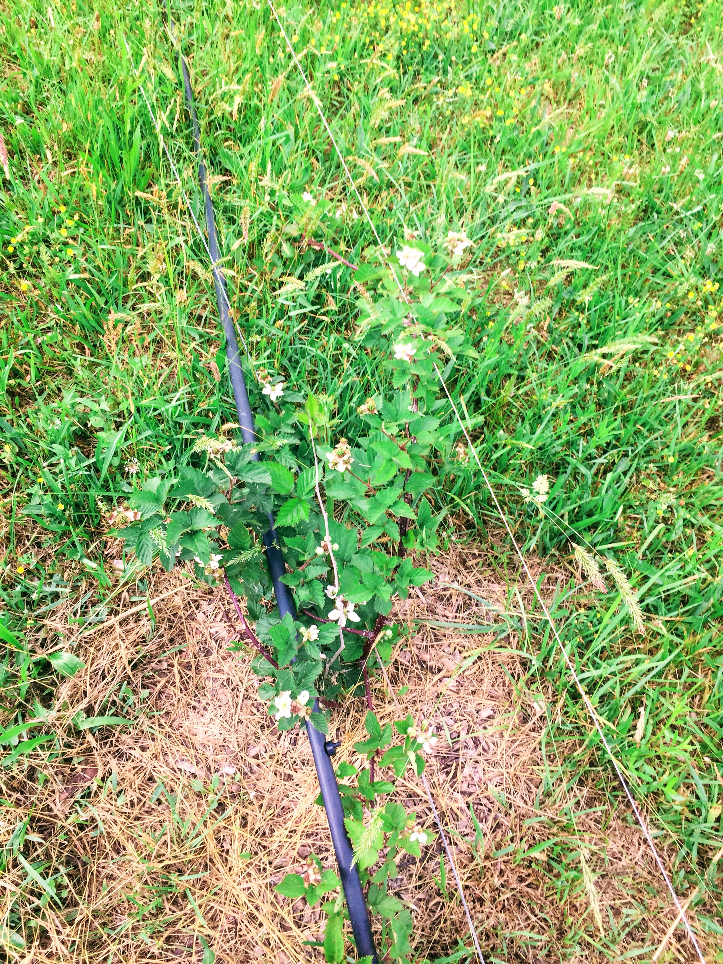Booming Blackberries