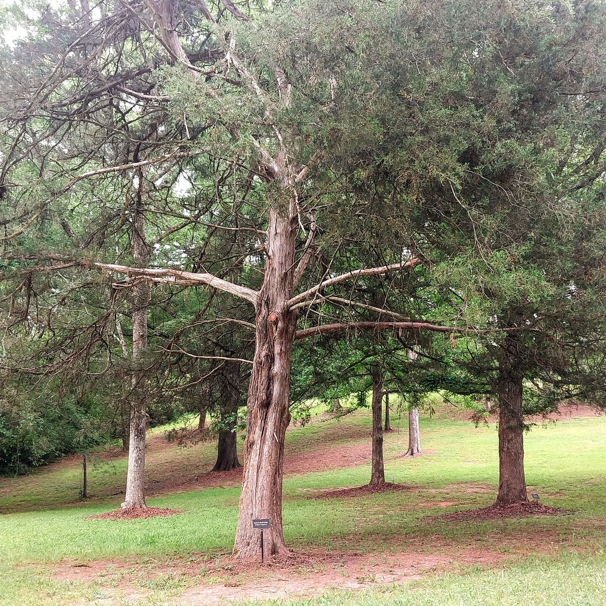 Arboretum